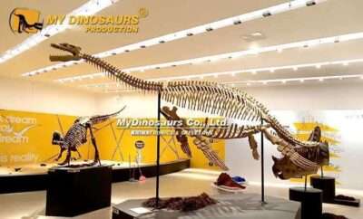 Plesiosaur Skeleton 1