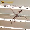 Pteranodon skeleton