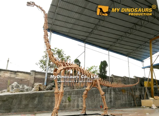 11m long life-size Brachiosaurus Skeleton