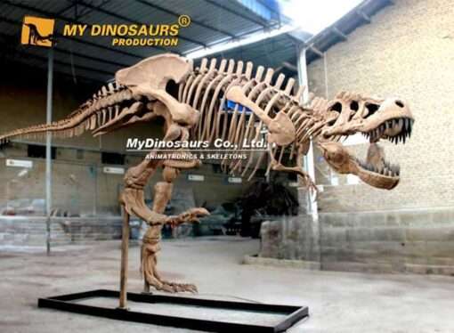 10 m t.rex skeleton museum quality 3