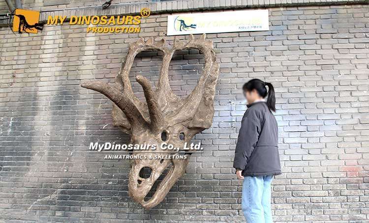 DS-267 Life-size Coahuilaceratops Skull Replica for Sale 5 Life-size Coahuilaceratops Skull Replica for Sale