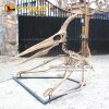 Fossil of Flying Reptile Pterodactyl Skeleton for Sale