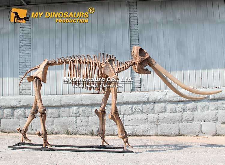 Alternative view of AS-113 Life Size Mastodon Skeleton for Sale