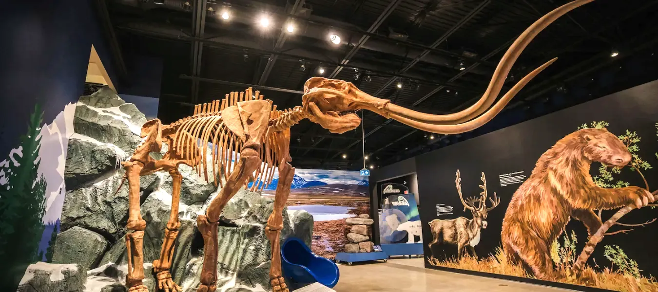 Animal Skeletons for Sale, Buy Animal Skeleton Replicas 12 Mammoth skeleton replica for exhibition