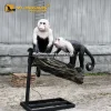 Animatronic monkey Colombian white faced capuchin 3