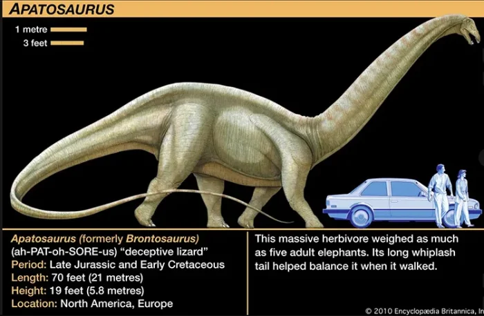 Apatosaurus neck
