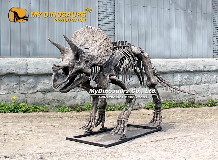DS-278 Full Triceratops Skeleton Replica for Halloween 4 Full Triceratops Skeleton 3m museum replica