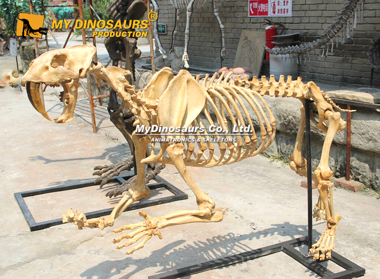 Saber tooth tiger