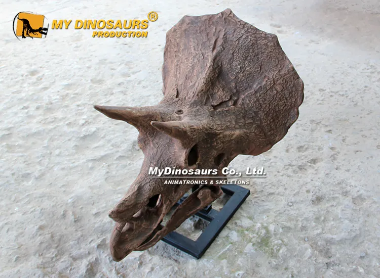Triceratops Skull Replica