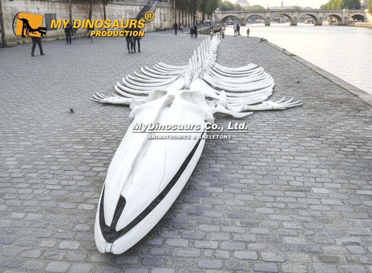 14.5M Life-Size Blue Whale Skeleton Model Loose Bones & Skull