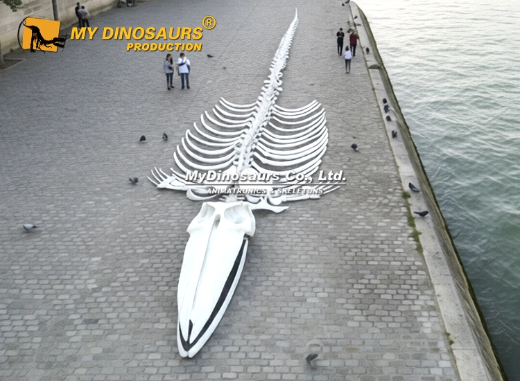 14.5M Life-Size Blue Whale Skeleton Model Loose Bones & Skull