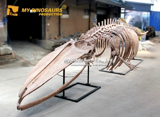14m Giant Blue Whale Skeleton for sale