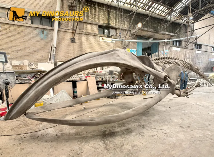 10m Bowhead Whale Skeleton for sale