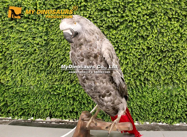Life size animatronic African Gray Parrot with realistic feathers