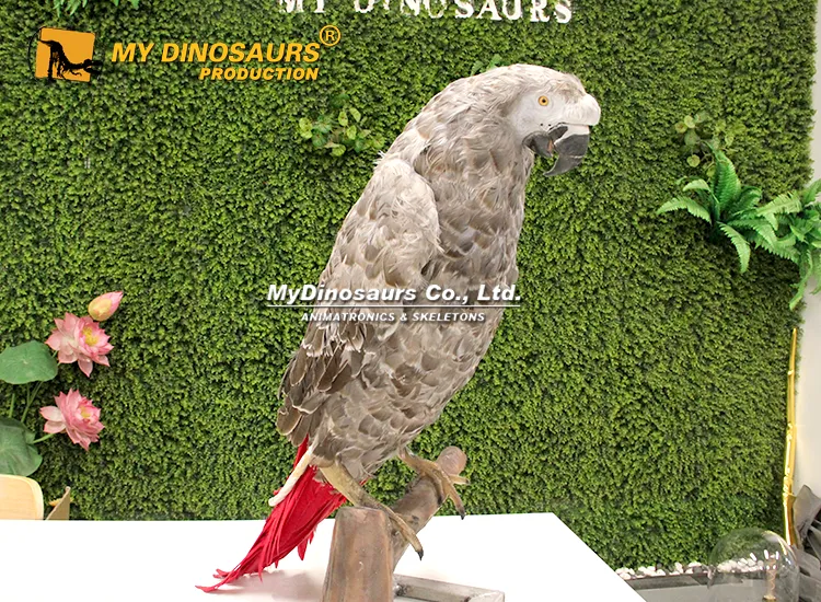 Life size animatronic African Gray Parrot with realistic feathers
