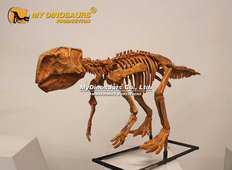 life-size Psittacosaurus skeleton replica for sale