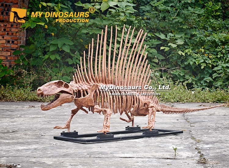 Life Size Dimetrodon Skeleton Replica for Sale