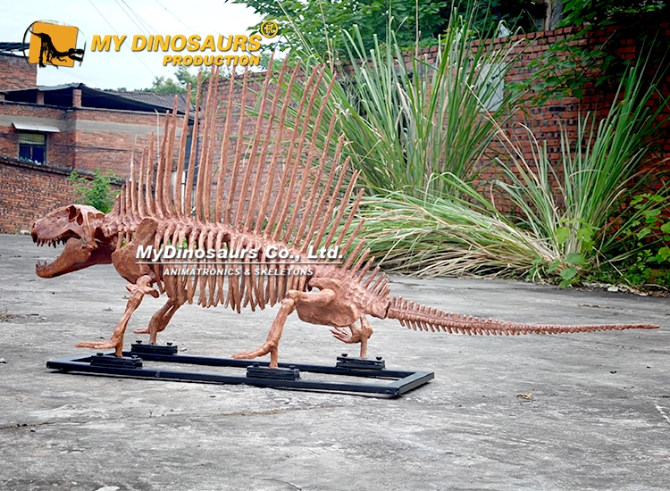 Life Size Dimetrodon Skeleton Replica for Sale